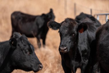 Avustralya 'daki güzel sığırlar ot yer, otlakta otlarlar. Tarımsal bir çiftlikte yetiştirilen sığır sürüsü. Yazın sürdürülebilir tarım