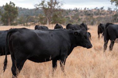 Avustralya 'da sığır çiftliğinde otlayan sığır ve dana eti. Üreme türleri arasında Murray Grey, Angus ve sürdürülebilir gıda üretimi ile wagyu bulunmaktadır.