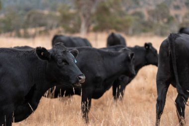 Avustralya 'daki güzel sığırlar ot yer, otlakta otlarlar. Tarımsal bir çiftlikte yetiştirilen sığır sürüsü. Yazın sürdürülebilir tarım