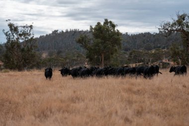 Avustralya 'da sığır çiftliğinde otlayan sığır ve dana eti. Üreme türleri arasında Murray Grey, Angus ve sürdürülebilir gıda üretimi ile wagyu bulunmaktadır.