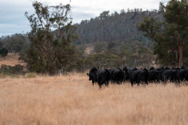 Avustralya 'da sığır çiftliğinde otlayan sığır ve dana eti. Üreme türleri arasında Murray Grey, Angus ve sürdürülebilir gıda üretimi ile wagyu bulunmaktadır.