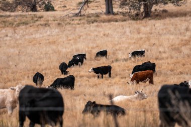 Avustralya 'da sığır çiftliğinde otlayan sığır ve dana eti. Üreme türleri arasında Murray Grey, Angus ve sürdürülebilir gıda üretimi ile wagyu bulunmaktadır.
