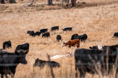 Avustralya 'da sığır çiftliğinde otlayan sığır ve dana eti. Üreme türleri arasında Murray Grey, Angus ve sürdürülebilir gıda üretimi ile wagyu bulunmaktadır.