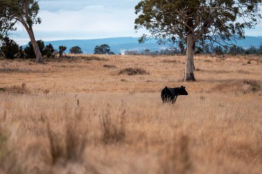 Avustralya 'da sığır çiftliğinde otlayan sığır ve dana eti. Üreme türleri arasında Murray Grey, Angus ve sürdürülebilir gıda üretimi ile wagyu bulunmaktadır.
