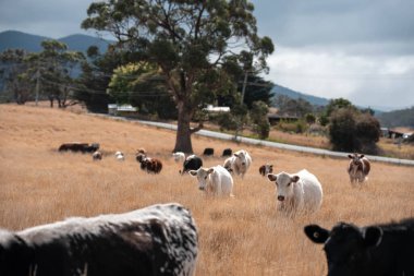 Avustralya 'da sığır çiftliğinde otlayan sığır ve dana eti. Üreme türleri arasında Murray Grey, Angus ve sürdürülebilir gıda üretimi ile wagyu bulunmaktadır.