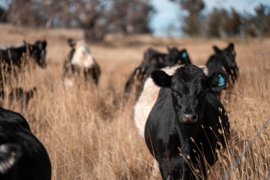 Avustralya 'da sığır çiftliğinde otlayan sığır ve dana eti. Üreme türleri arasında Murray Grey, Angus ve sürdürülebilir gıda üretimi ile wagyu bulunmaktadır.