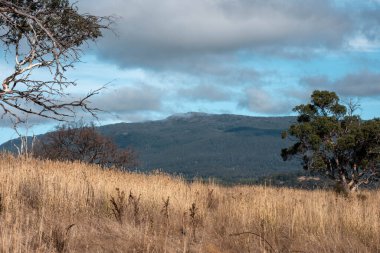 Avustralya 'da sığır çiftliğinde otlayan sığır ve dana eti. Üreme türleri arasında Murray Grey, Angus ve sürdürülebilir gıda üretimi ile wagyu bulunmaktadır.