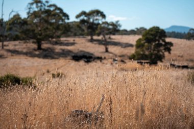 Avustralya 'da sığır çiftliğinde otlayan sığır ve dana eti. Üreme türleri arasında Murray Grey, Angus ve sürdürülebilir gıda üretimi ile wagyu bulunmaktadır.