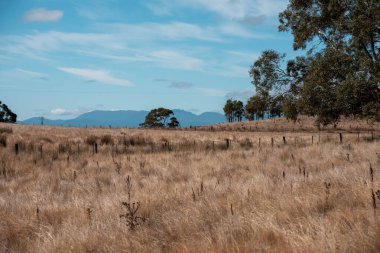 Avustralya 'da sığır çiftliğinde otlayan sığır ve dana eti. Üreme türleri arasında Murray Grey, Angus ve sürdürülebilir gıda üretimi ile wagyu bulunmaktadır.