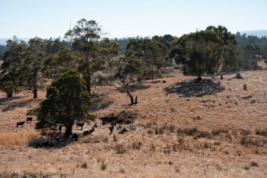 Avustralya 'da sığır çiftliğinde otlayan sığır ve dana eti. Üreme türleri arasında Murray Grey, Angus ve sürdürülebilir gıda üretimi ile wagyu bulunmaktadır.