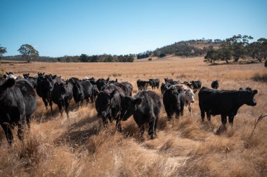 Avustralya 'da sığır çiftliğinde otlayan sığır ve dana eti. Üreme türleri arasında Murray Grey, Angus ve sürdürülebilir gıda üretimi ile wagyu bulunmaktadır.