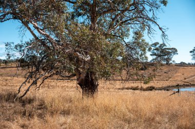 Avustralya 'da sığır çiftliğinde otlayan sığır ve dana eti. Üreme türleri arasında Murray Grey, Angus ve sürdürülebilir gıda üretimi ile wagyu bulunmaktadır.