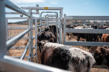 Avustralya 'nın kırsal kesimlerindeki bir çiftlikte sığır güden çiftçi çiftçilerle birlikte çalışan çiftçi kadınlar. Tarım alanında yenilikçi organik tarım ile tarım işlerinde yenilik