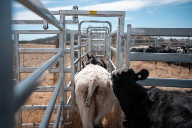 Avustralya 'nın kırsal kesimlerindeki bir çiftlikte sığır güden çiftçi çiftçilerle birlikte çalışan çiftçi kadınlar. Tarım alanında yenilikçi organik tarım ile tarım işlerinde yenilik