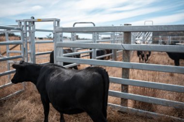 Avustralya 'nın kırsal kesimlerindeki bir çiftlikte sığır güden çiftçi çiftçilerle birlikte çalışan çiftçi kadınlar. Tarım alanında yenilikçi organik tarım ile tarım işlerinde yenilik