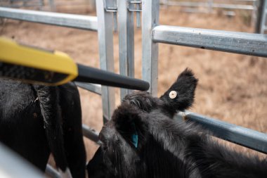 Avustralya 'da sığır çiftliğinde otlayan sığır ve dana eti. Üreme türleri arasında Murray Grey, Angus ve sürdürülebilir gıda üretimi ile wagyu bulunmaktadır.