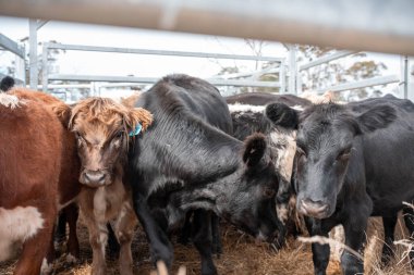 Avustralya 'da sığır çiftliğinde otlayan sığır ve dana eti. Üreme türleri arasında Murray Grey, Angus ve sürdürülebilir gıda üretimi ile wagyu bulunmaktadır.