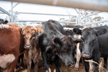 Avustralya 'nın kırsal kesimlerindeki bir çiftlikte sığır güden çiftçi çiftçilerle birlikte çalışan çiftçi kadınlar. Tarım alanında yenilikçi organik tarım ile tarım işlerinde yenilik