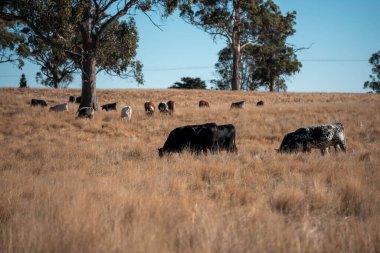 Avustralya 'da bir çiftlikte karbon nötr sığır yetiştiriciliği. Avustralya' da güzel sığırlar otlaklar ve otlaklar. Yeni Zelanda 'da büyüyen sığır sürüsü.