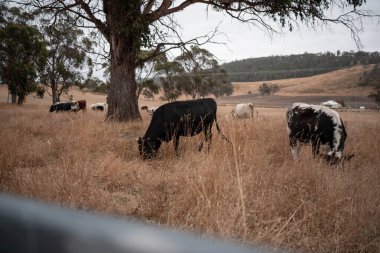 Avustralya 'da sığır çiftliğinde otlayan sığır ve dana eti. Üreme türleri arasında Murray Grey, Angus ve sürdürülebilir gıda üretimi ile wagyu bulunmaktadır.