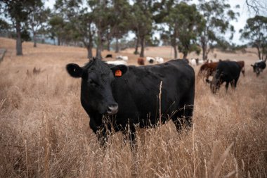 Avustralya 'da sığır çiftliğinde otlayan sığır ve dana eti. Üreme türleri arasında Murray Grey, Angus ve sürdürülebilir gıda üretimi ile wagyu bulunmaktadır.