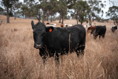 Avustralya 'da bir çiftlikte karbon nötr sığır yetiştiriciliği. Avustralya' da güzel sığırlar otlaklar ve otlaklar. Yeni Zelanda 'da büyüyen sığır sürüsü.