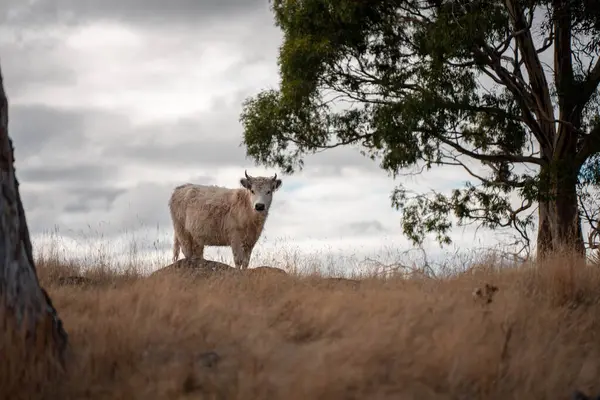 Çayırdaki çiftlik hayvanları, sürdürülebilir karbon nötr çiftçiliği uygulanıyor. Bir tarlada yenileyici inek yetiştirdi. tarımsal teknoloji yeniliği 