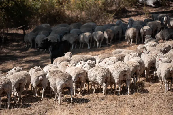 Koyunlar tarlada. Merino koyunu, Yeni Zelanda ve Avustralya 'da otluyor ve yiyor.