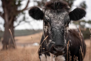 Avustralya 'da bir çiftlikte karbon nötr sığır yetiştiriciliği. Avustralya' da güzel sığırlar otlaklar ve otlaklar. Yeni Zelanda 'da büyüyen sığır sürüsü.