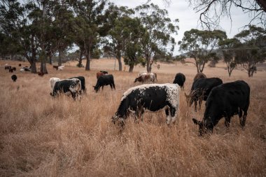 Avustralya 'da bir çiftlikte karbon nötr sığır yetiştiriciliği. Avustralya' da güzel sığırlar otlaklar ve otlaklar. Yeni Zelanda 'da büyüyen sığır sürüsü.