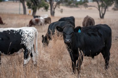 Avustralya 'da bir çiftlikte karbon nötr sığır yetiştiriciliği. Avustralya' da güzel sığırlar otlaklar ve otlaklar. Yeni Zelanda 'da büyüyen sığır sürüsü.