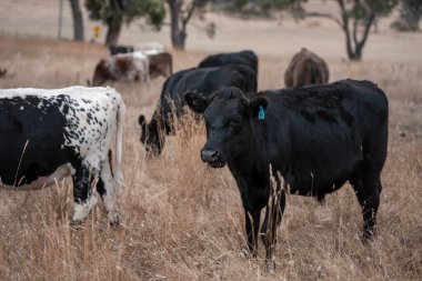 Avustralya 'da bir çiftlikte karbon nötr sığır yetiştiriciliği. Avustralya' da güzel sığırlar otlaklar ve otlaklar. Yeni Zelanda 'da büyüyen sığır sürüsü.