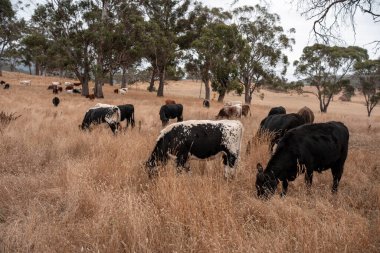 Avustralya 'da bir çiftlikte karbon nötr sığır yetiştiriciliği. Avustralya' da güzel sığırlar otlaklar ve otlaklar. Yeni Zelanda 'da büyüyen sığır sürüsü.
