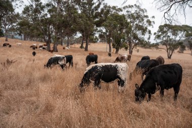 Avustralya 'da bir çiftlikte karbon nötr sığır yetiştiriciliği. Avustralya' da güzel sığırlar otlaklar ve otlaklar. Yeni Zelanda 'da büyüyen sığır sürüsü.