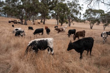 Avustralya 'da bir çiftlikte karbon nötr sığır yetiştiriciliği. Avustralya' da güzel sığırlar otlaklar ve otlaklar. Yeni Zelanda 'da büyüyen sığır sürüsü.