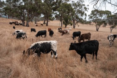 Avustralya 'da bir çiftlikte karbon nötr sığır yetiştiriciliği. Avustralya' da güzel sığırlar otlaklar ve otlaklar. Yeni Zelanda 'da büyüyen sığır sürüsü.