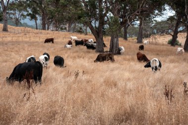 Avustralya 'da bir çiftlikte karbon nötr sığır yetiştiriciliği. Avustralya' da güzel sığırlar otlaklar ve otlaklar. Yeni Zelanda 'da büyüyen sığır sürüsü.