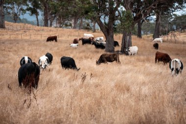 Avustralya 'da bir çiftlikte karbon nötr sığır yetiştiriciliği. Avustralya' da güzel sığırlar otlaklar ve otlaklar. Yeni Zelanda 'da büyüyen sığır sürüsü.