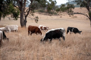 Avustralya 'da bir çiftlikte karbon nötr sığır yetiştiriciliği. Avustralya' da güzel sığırlar otlaklar ve otlaklar. Yeni Zelanda 'da büyüyen sığır sürüsü.