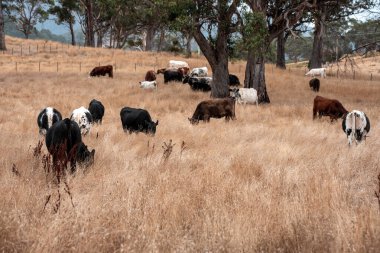 Avustralya 'da bir çiftlikte karbon nötr sığır yetiştiriciliği. Avustralya' da güzel sığırlar otlaklar ve otlaklar. Yeni Zelanda 'da büyüyen sığır sürüsü.