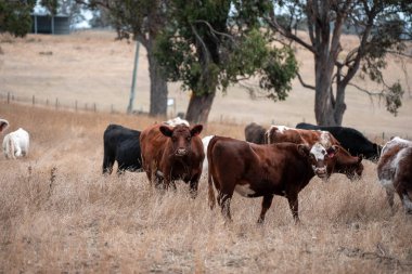 Avustralya 'da bir çiftlikte karbon nötr sığır yetiştiriciliği. Avustralya' da güzel sığırlar otlaklar ve otlaklar. Yeni Zelanda 'da büyüyen sığır sürüsü.