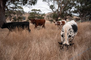 Avustralya 'da bir çiftlikte karbon nötr sığır yetiştiriciliği. Avustralya' da güzel sığırlar otlaklar ve otlaklar. Yeni Zelanda 'da büyüyen sığır sürüsü.