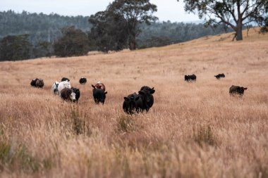Avustralya 'da bir çiftlikte karbon nötr sığır yetiştiriciliği. Avustralya' da güzel sığırlar otlaklar ve otlaklar. Yeni Zelanda 'da büyüyen sığır sürüsü.