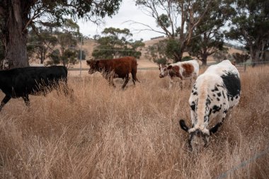 Avustralya 'da bir çiftlikte karbon nötr sığır yetiştiriciliği. Avustralya' da güzel sığırlar otlaklar ve otlaklar. Yeni Zelanda 'da büyüyen sığır sürüsü.