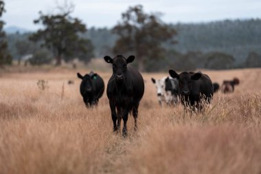 Avustralya 'da bir çiftlikte karbon nötr sığır yetiştiriciliği. Avustralya' da güzel sığırlar otlaklar ve otlaklar. Yeni Zelanda 'da büyüyen sığır sürüsü.
