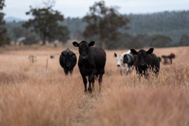Avustralya 'da bir çiftlikte karbon nötr sığır yetiştiriciliği. Avustralya' da güzel sığırlar otlaklar ve otlaklar. Yeni Zelanda 'da büyüyen sığır sürüsü.