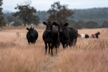 Avustralya 'da bir çiftlikte karbon nötr sığır yetiştiriciliği. Avustralya' da güzel sığırlar otlaklar ve otlaklar. Yeni Zelanda 'da büyüyen sığır sürüsü.