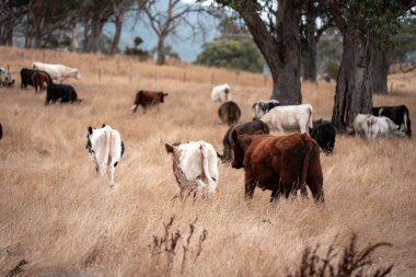 Avustralya 'da bir çiftlikte karbon nötr sığır yetiştiriciliği. Avustralya' da güzel sığırlar otlaklar ve otlaklar. Yeni Zelanda 'da büyüyen sığır sürüsü.