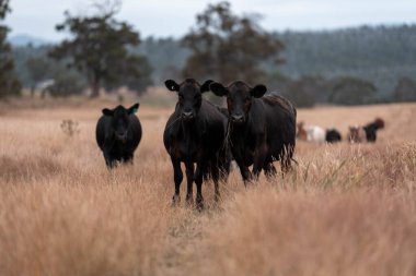 Avustralya 'da bir çiftlikte karbon nötr sığır yetiştiriciliği. Avustralya' da güzel sığırlar otlaklar ve otlaklar. Yeni Zelanda 'da büyüyen sığır sürüsü.