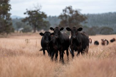 Avustralya 'da bir çiftlikte karbon nötr sığır yetiştiriciliği. Avustralya' da güzel sığırlar otlaklar ve otlaklar. Yeni Zelanda 'da büyüyen sığır sürüsü.